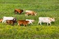 Cow herd in the meadow Royalty Free Stock Photo