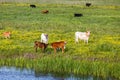 Cow herd in the meadow Royalty Free Stock Photo