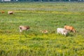 Cow herd in the meadow Royalty Free Stock Photo