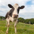 Cow herd in meadow Royalty Free Stock Photo