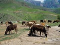 Cow herd in the mountains. cows drink water on the background of beautiful mountains in the clouds Royalty Free Stock Photo