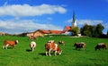 cow herd on pasture, Kirchbichl Royalty Free Stock Photo