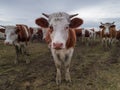 Cow herd in pasture, some of them stare at camera, during overcast day Royalty Free Stock Photo