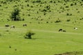 Cow herd pasture in spring time at meadow, Zavet town Royalty Free Stock Photo