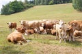 Cow herd rural pasture graze on meadow Royalty Free Stock Photo