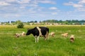Cow and a herd of sheep in a green meadow on a sunny summer day Royalty Free Stock Photo