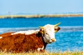 Cattle resting in the grass by a beach Royalty Free Stock Photo