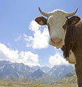 Cow, hereford cattle in French Alps- Royalty Free Stock Photo