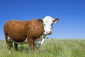 Cow Hereford, cow, cattle Royalty Free Stock Photo