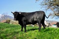 Cow of Herens race in Valais, Switzerland