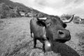 Cow of Herens race in Valais, Switzerland