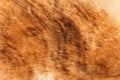 Cow hide leather skin rug, light brown and white brindle fur carpet texture background Royalty Free Stock Photo