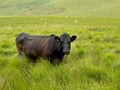 Cow in hig grass