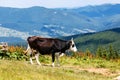 Cow on high mountain Carpahtian meadow