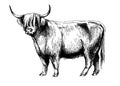 Cow highland graphics illustration