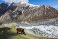 Cow on highland mountain pasture glacier field