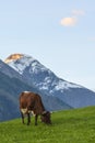 Cow on the hillside Royalty Free Stock Photo