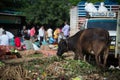 Cow on hip of garbage in local morning market at Hospet ,Karnataka South India.