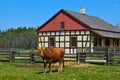 Cow Historical Schultz Farm House Royalty Free Stock Photo