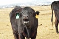 Black cow bawling for her calf Royalty Free Stock Photo
