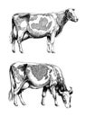 Cow Holstein breed, graphic illustration