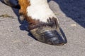 Hoof of a dairy cow standing on a path, red and white fur Royalty Free Stock Photo