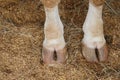 Cow hoof feet Royalty Free Stock Photo