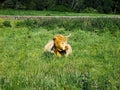 Cow with horns and long hairs. Royalty Free Stock Photo