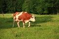 Cow with horns on meadow Royalty Free Stock Photo