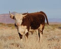 Cow with horns on open range