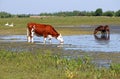 Cow and horse drink water