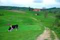 Eco living with cow and house on beautiful hills Royalty Free Stock Photo