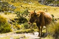 A cow in Huascaran National Park