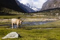 A cow in Huascaran National Park