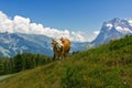 Cow in idyllic alpine landscape, Alps mountains and countryside in summer