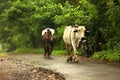 September 22 2018 India Maharashtra A cow in India with a bell, goes on the road with the farmer. Beautiful cow.