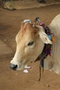 Cow in India, with colorful decorations tied around hits neck Royalty Free Stock Photo