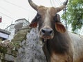 Cow from India, a Zebu, with hanging ears and large horns, in the middle of a city