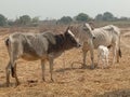 The cow Indian domestic animal