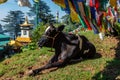 Cow under Buddhist prayer flags on kora around Tsuglagkhang complex. McLeod Ganj, Himachal Pradesh, India