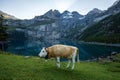 Cow infront of lake Oeschinensee in the morning during sunrise in Switzerland