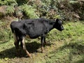A cow inside the Elephant Hills in the Aberdare Range forest in Nairobi Kenya