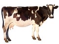 Cow is isolated Royalty Free Stock Photo