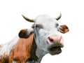Cow isolated. Red funny cow portrait close up. Talking cow. Farm animals. Royalty Free Stock Photo