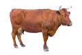 Cow isolated Royalty Free Stock Photo
