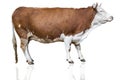 Cow isolated on white Royalty Free Stock Photo