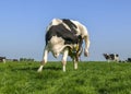 Cow with itching, flexible licking her udder under raised hind leg in a green meadow under a blue sky. Royalty Free Stock Photo
