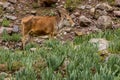 Cow in Jizev Jizeu, Geisev or Jisev valley in Pamir mountains, Tajikist