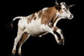 Cow jumping over the moon on white background Royalty Free Stock Photo