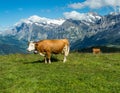 Cow in Jungfrau region of Swiss Alps Royalty Free Stock Photo